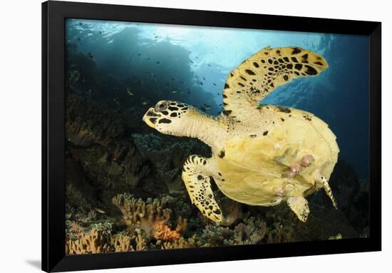 Close-Up View of the Underside of a Hawksbill Sea Turtle with Barnacles-null-Framed Photographic Print