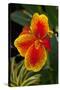 Close up View of Yellow-Edged Red Canna Lily Blossom in Garden Setting-Timothy Hearsum-Stretched Canvas