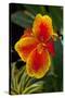 Close up View of Yellow-Edged Red Canna Lily Blossom in Garden Setting-Timothy Hearsum-Stretched Canvas