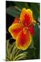 Close up View of Yellow-Edged Red Canna Lily Blossom in Garden Setting-Timothy Hearsum-Mounted Photographic Print