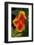 Close up View of Yellow-Edged Red Canna Lily Blossom in Garden Setting-Timothy Hearsum-Framed Photographic Print