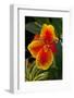 Close up View of Yellow-Edged Red Canna Lily Blossom in Garden Setting-Timothy Hearsum-Framed Photographic Print