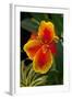 Close up View of Yellow-Edged Red Canna Lily Blossom in Garden Setting-Timothy Hearsum-Framed Photographic Print