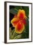 Close up View of Yellow-Edged Red Canna Lily Blossom in Garden Setting-Timothy Hearsum-Framed Photographic Print