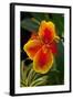 Close up View of Yellow-Edged Red Canna Lily Blossom in Garden Setting-Timothy Hearsum-Framed Photographic Print