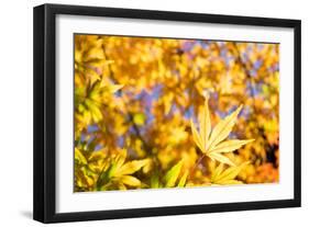 Close up Yellow Leaf-VSARTS-Framed Photographic Print