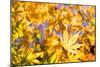 Close up Yellow Leaf-VSARTS-Mounted Photographic Print
