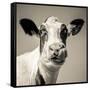Close Upon a Cows Face-Mark Gemmell-Framed Stretched Canvas