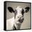 Close Upon a Cows Face-Mark Gemmell-Framed Stretched Canvas