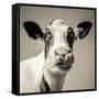 Close Upon a Cows Face-Mark Gemmell-Framed Stretched Canvas