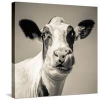 Close Upon a Cows Face-Mark Gemmell-Stretched Canvas