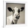 Close Upon a Cows Face-Mark Gemmell-Framed Photographic Print