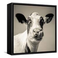 Close Upon a Cows Face-Mark Gemmell-Framed Stretched Canvas