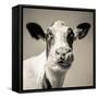 Close Upon a Cows Face-Mark Gemmell-Framed Stretched Canvas