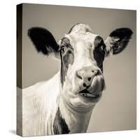 Close Upon a Cows Face-Mark Gemmell-Stretched Canvas