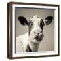 Close Upon a Cows Face-Mark Gemmell-Framed Photographic Print