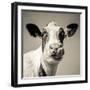 Close Upon a Cows Face-Mark Gemmell-Framed Photographic Print