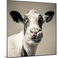 Close Upon a Cows Face-Mark Gemmell-Mounted Photographic Print