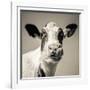 Close Upon a Cows Face-Mark Gemmell-Framed Photographic Print