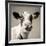 Close Upon a Cows Face-Mark Gemmell-Framed Photographic Print