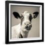 Close Upon a Cows Face-Mark Gemmell-Framed Photographic Print