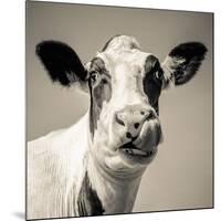 Close Upon a Cows Face-Mark Gemmell-Mounted Photographic Print