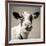 Close Upon a Cows Face-Mark Gemmell-Framed Photographic Print