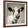 Close Upon a Cows Face-Mark Gemmell-Framed Photographic Print