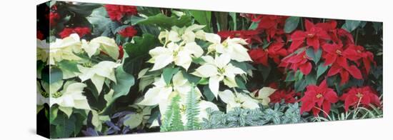 Close-Us of Red and White Poinsettias-null-Stretched Canvas