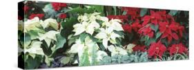 Close-Us of Red and White Poinsettias-null-Stretched Canvas