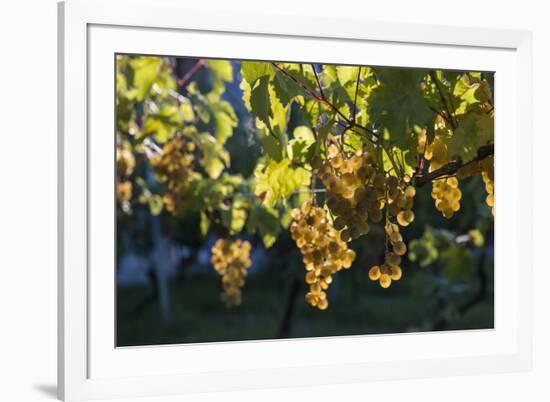 Close view of ripe grapes at a vineyard in the Kakheti region of Georgia-Sergey Orlov-Framed Photographic Print