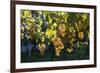 Close view of ripe grapes at a vineyard in the Kakheti region of Georgia-Sergey Orlov-Framed Photographic Print