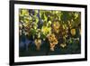 Close view of ripe grapes at a vineyard in the Kakheti region of Georgia-Sergey Orlov-Framed Photographic Print