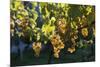 Close view of ripe grapes at a vineyard in the Kakheti region of Georgia-Sergey Orlov-Mounted Photographic Print