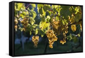 Close view of ripe grapes at a vineyard in the Kakheti region of Georgia-Sergey Orlov-Framed Stretched Canvas