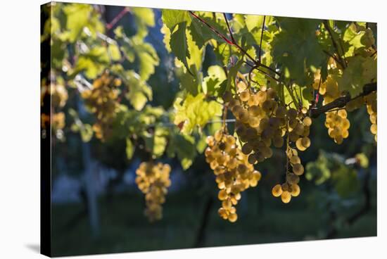 Close view of ripe grapes at a vineyard in the Kakheti region of Georgia-Sergey Orlov-Stretched Canvas