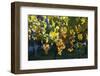 Close view of ripe grapes at a vineyard in the Kakheti region of Georgia-Sergey Orlov-Framed Photographic Print