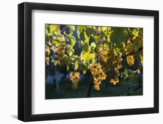 Close view of ripe grapes at a vineyard in the Kakheti region of Georgia-Sergey Orlov-Framed Photographic Print