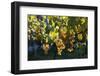 Close view of ripe grapes at a vineyard in the Kakheti region of Georgia-Sergey Orlov-Framed Photographic Print