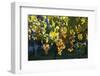 Close view of ripe grapes at a vineyard in the Kakheti region of Georgia-Sergey Orlov-Framed Photographic Print