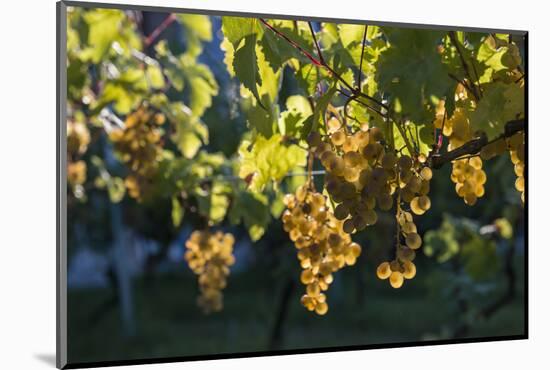 Close view of ripe grapes at a vineyard in the Kakheti region of Georgia-Sergey Orlov-Mounted Photographic Print