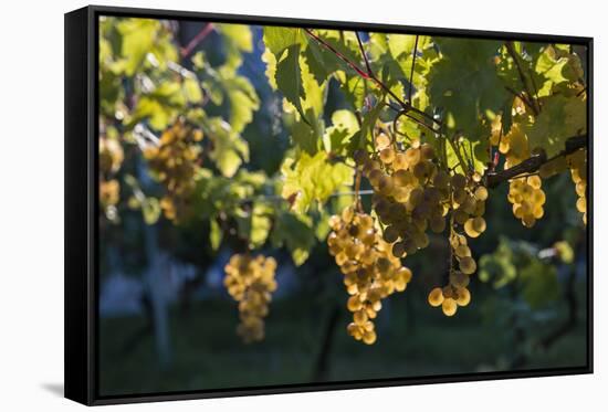 Close view of ripe grapes at a vineyard in the Kakheti region of Georgia-Sergey Orlov-Framed Stretched Canvas