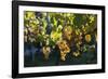 Close view of ripe grapes at a vineyard in the Kakheti region of Georgia-Sergey Orlov-Framed Photographic Print