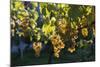 Close view of ripe grapes at a vineyard in the Kakheti region of Georgia-Sergey Orlov-Mounted Photographic Print