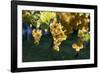 Close view of ripe grapes at a vineyard in the Kakheti region of Georgia-Sergey Orlov-Framed Photographic Print