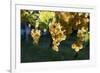 Close view of ripe grapes at a vineyard in the Kakheti region of Georgia-Sergey Orlov-Framed Photographic Print