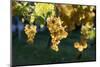 Close view of ripe grapes at a vineyard in the Kakheti region of Georgia-Sergey Orlov-Mounted Photographic Print