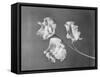 Close View of Sweet Peas-Philip Gendreau-Framed Stretched Canvas