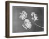 Close View of Sweet Peas-Philip Gendreau-Framed Photographic Print