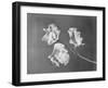 Close View of Sweet Peas-Philip Gendreau-Framed Photographic Print